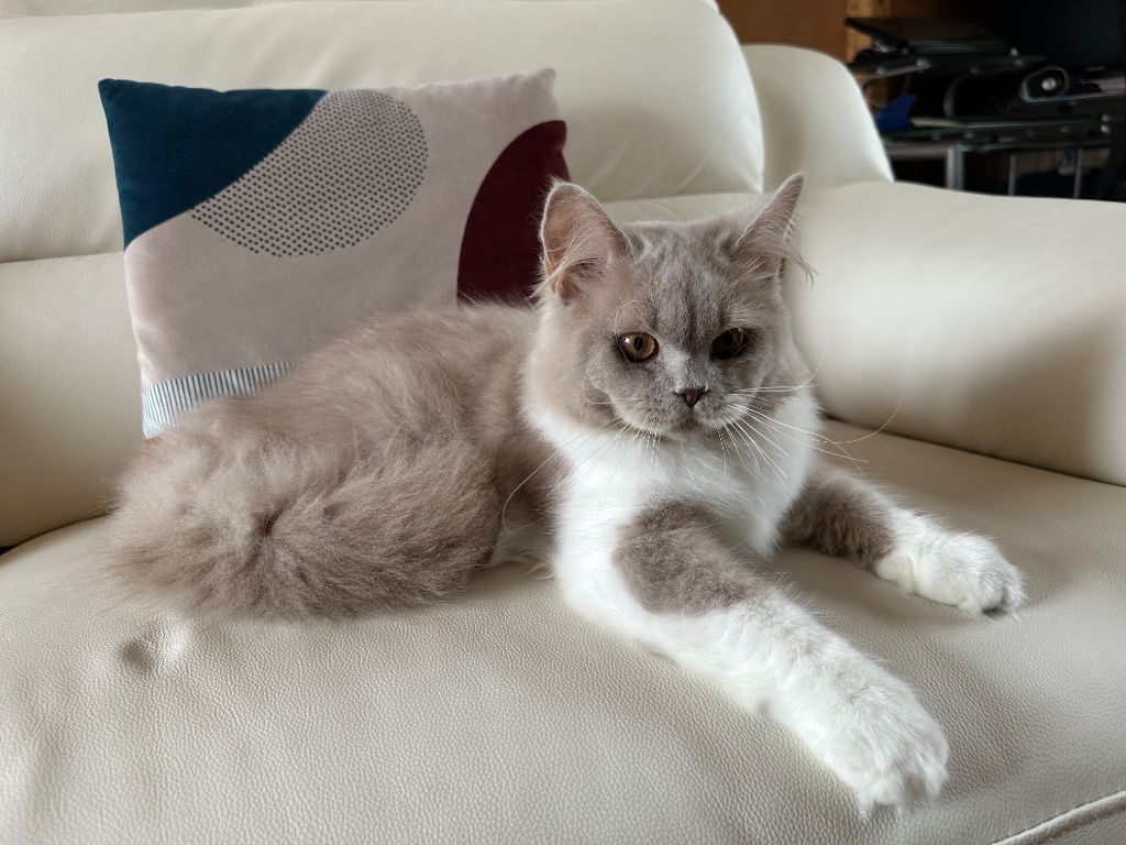 Les British Shorthair et Longhair de l'affixe de la suisse normande