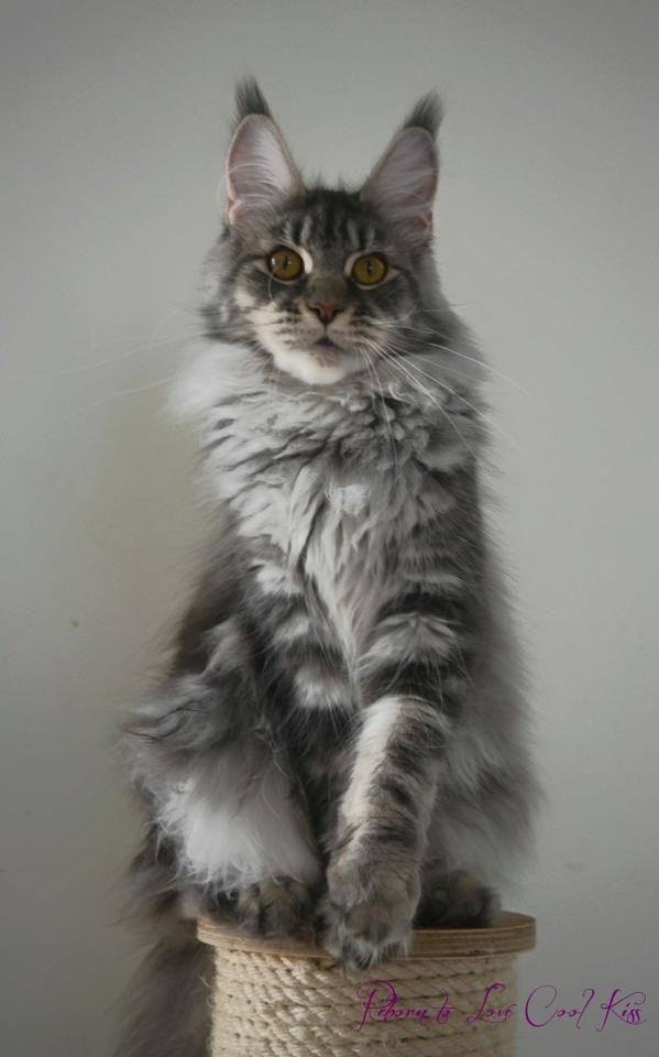 Maine Coon - CH. reborn to love Cool kiss