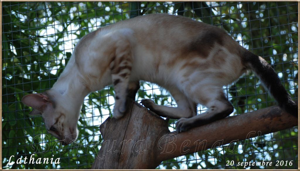 Lathania Bankura Bengal's