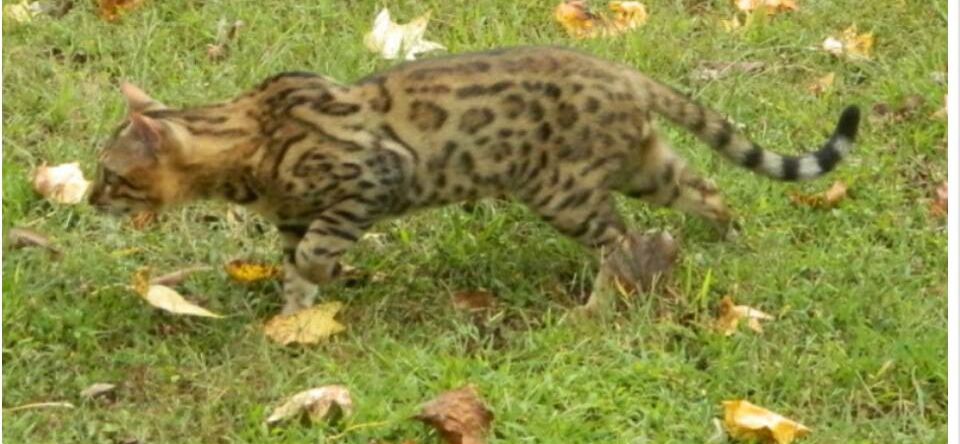 Bengal - kingsmark Twizzler