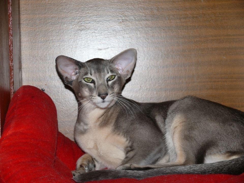 Oriental - calenacat's Novalis