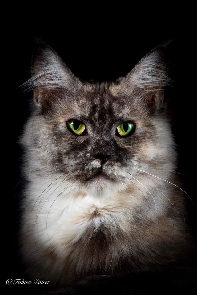 Maine Coon - CH. Ostro Des Coons Bellille