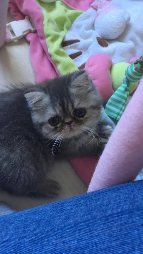 Exotic Shorthair - N-  miuna du Pairi Daeza