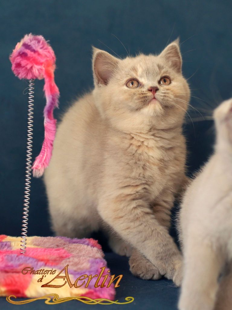 British Shorthair et Longhair - Traviata D'aerlin