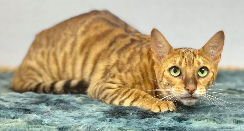 Toyger - Madonna des toygers bellille