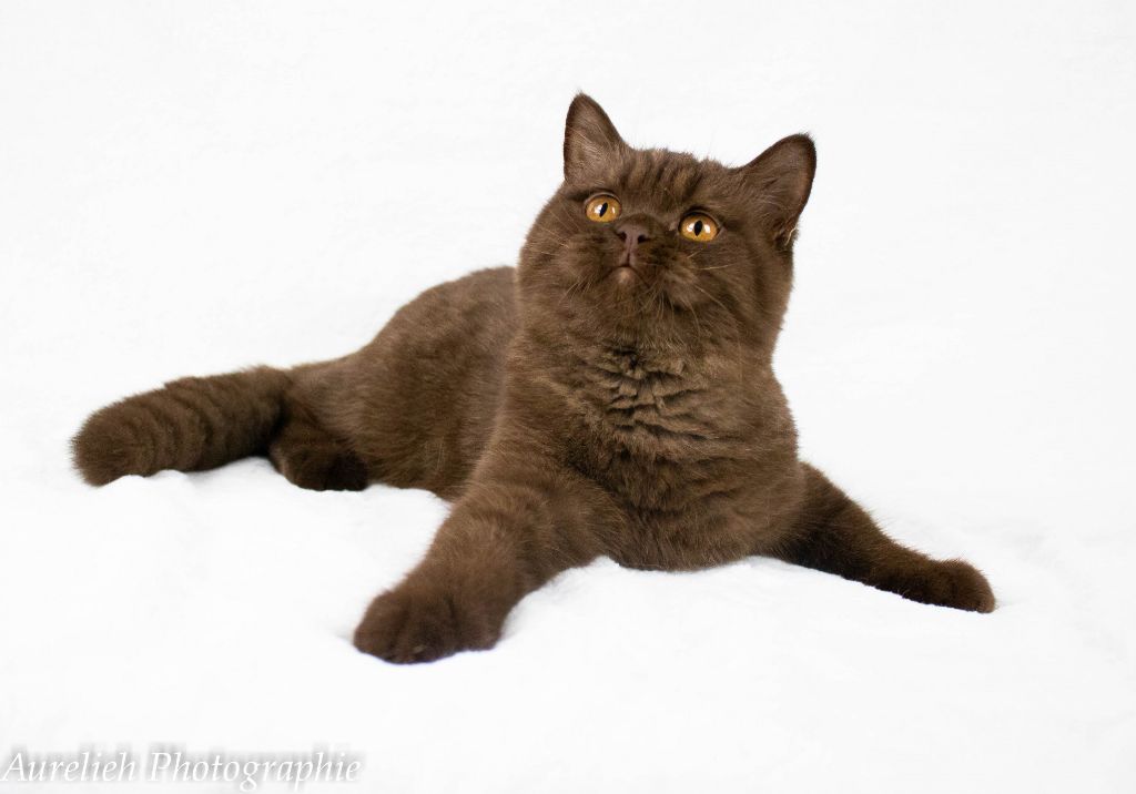 British Shorthair et Longhair - Prince of letty Des Infiny Cheshire