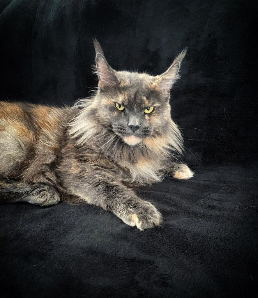 Maine Coon - Tutti laguna leo *ru