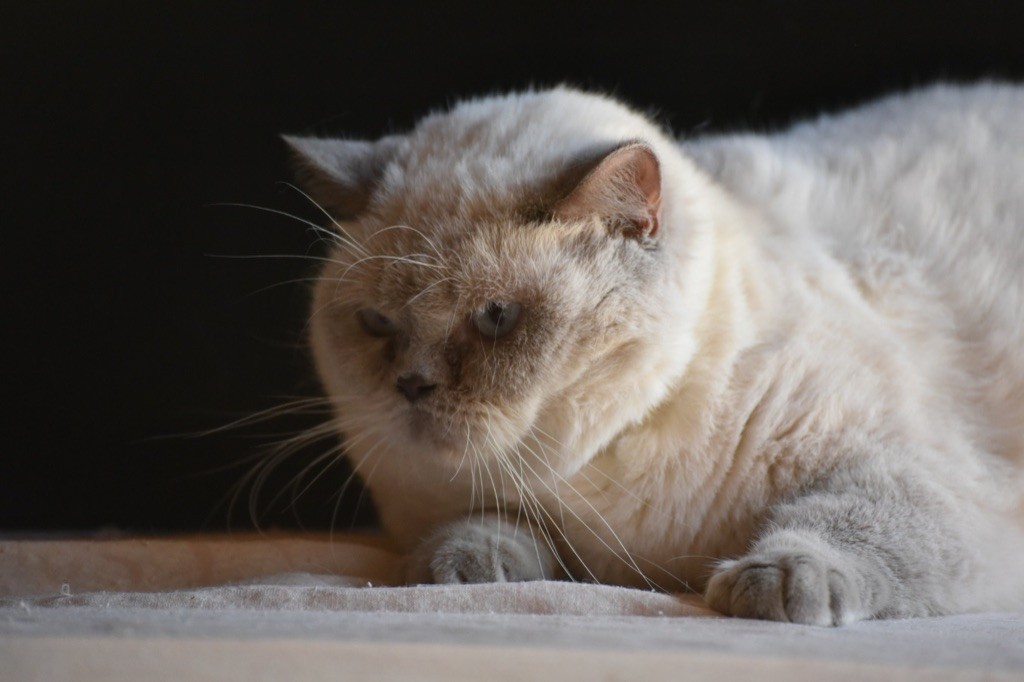 British Shorthair et Longhair - Phaustine De La Hillane