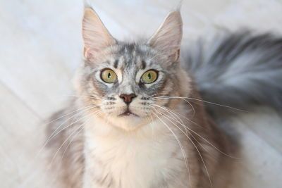 Maine Coon - Okumi neko no yume