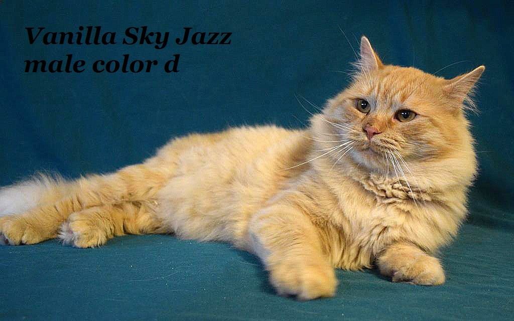 Sibérien - vanilla sky Jazz
