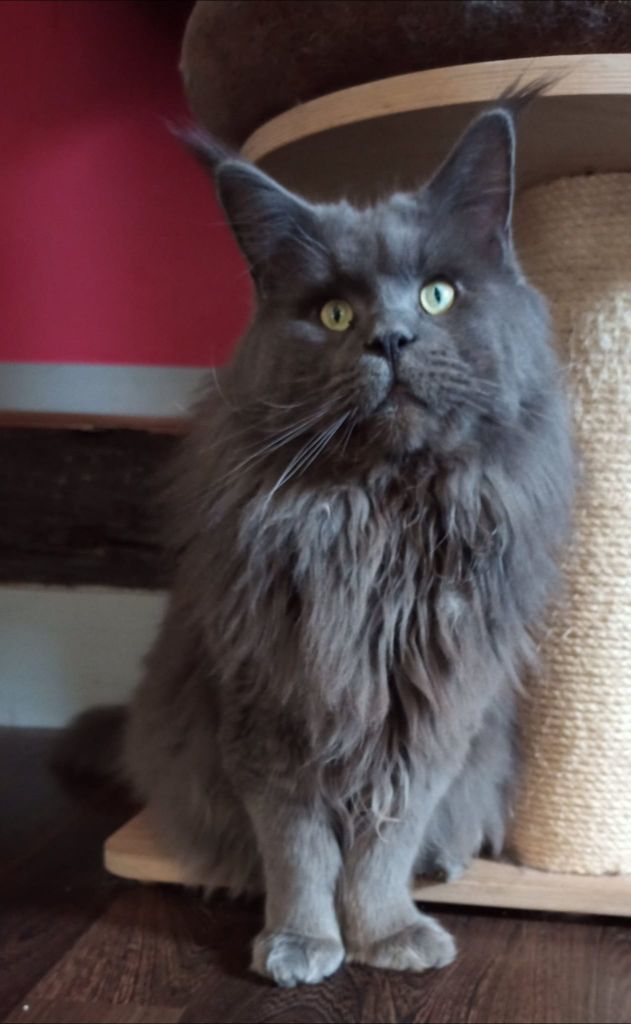 Maine Coon - cat's coon Nobody