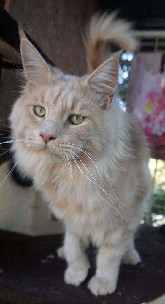 Maine Coon - Ray of light wallander