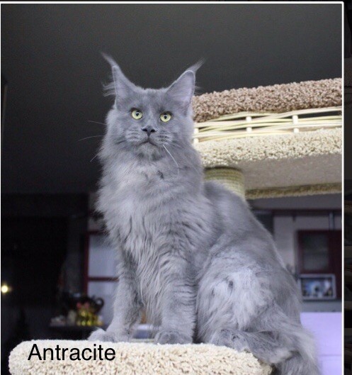 Maine Coon - catsvill county's Anthracite angel
