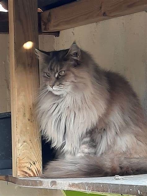 Maine Coon - Nala Des Lynx D'Amarine