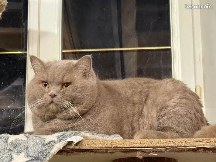 British Shorthair et Longhair - Zeus infiny cheshire