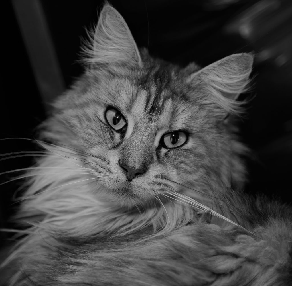 Maine Coon - MELBA Musketiere-Cat