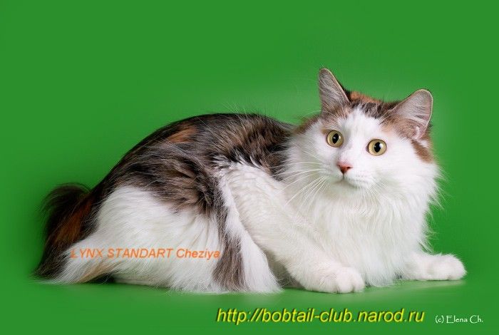 Kurilian Bobtail poil court et poil long - CH. lynx standart Cheziya