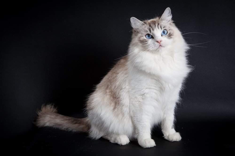 Ragdoll - CH. Nessy Des Rives Du Viaur