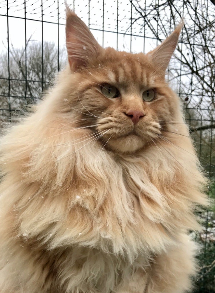 Maine Coon - CH. CACE Tabasco  z matrixu