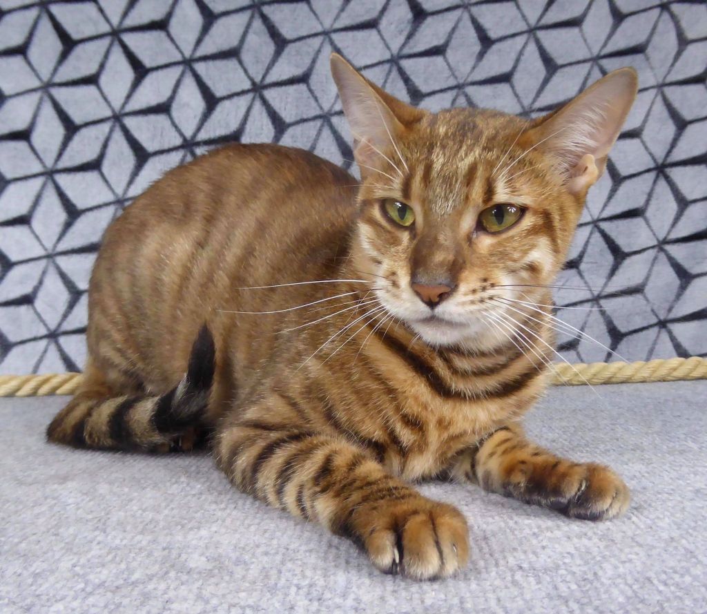 Toyger - Naya savane cat