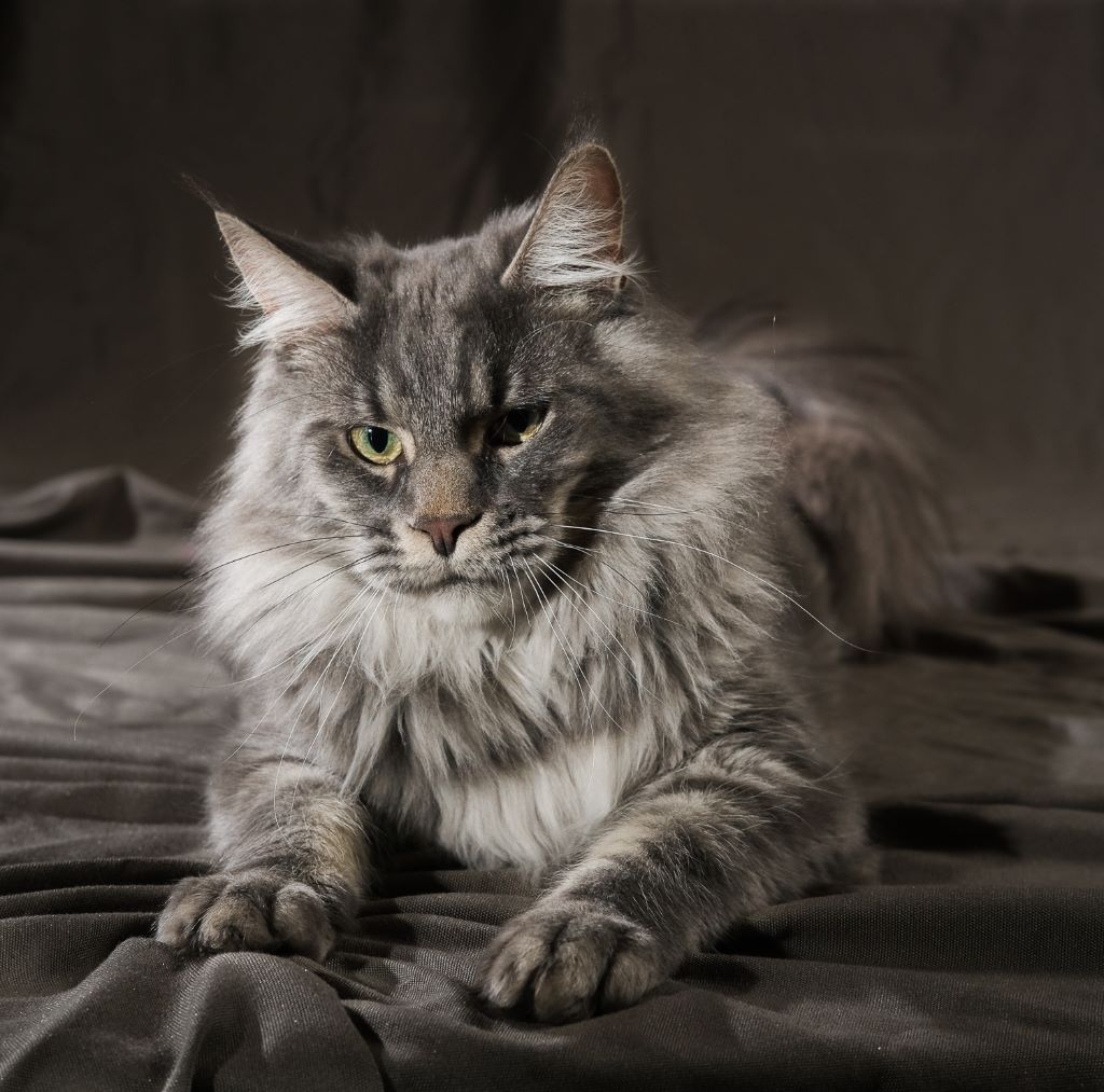 Maine Coon - ascent Damian