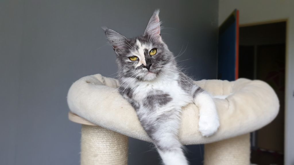 Maine Coon - Honey bee vom zeitzgrund