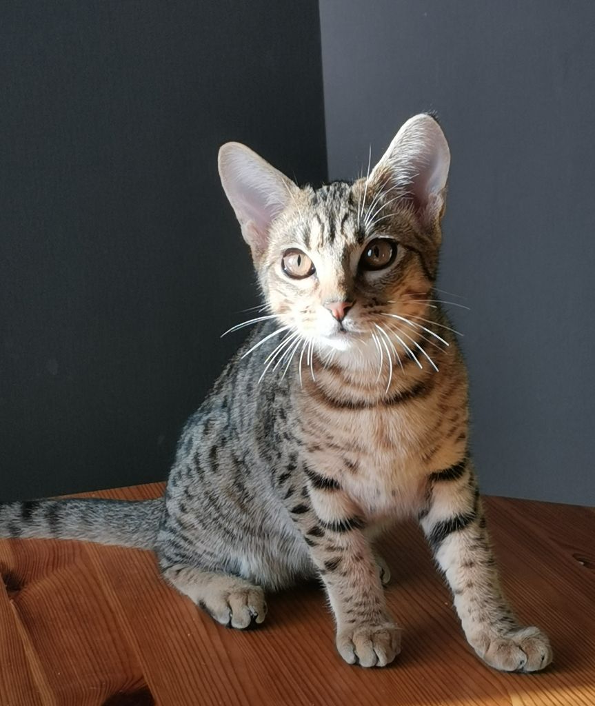 Ocicat Land Shakira