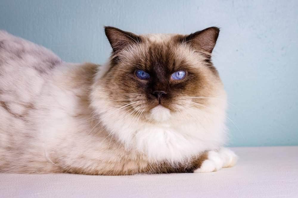 Ragdoll - CH. Sweety des beaux châteaux