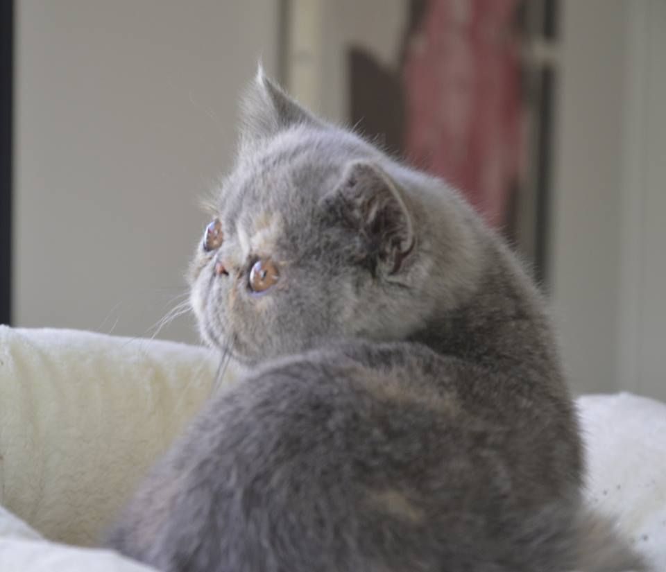 Les Exotic Shorthair de l'affixe du Pairi Daeza