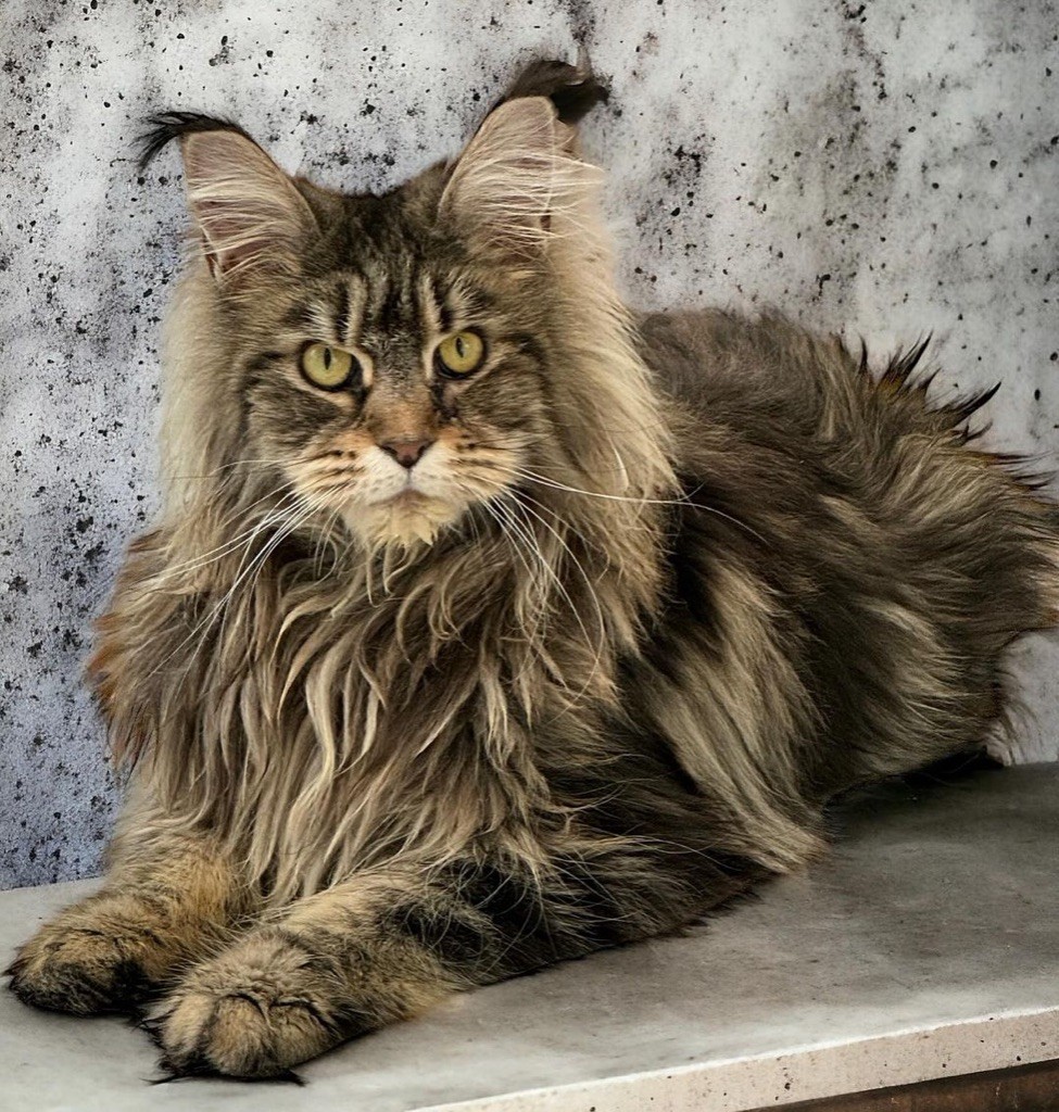 Maine Coon - Just A Dream's Tais