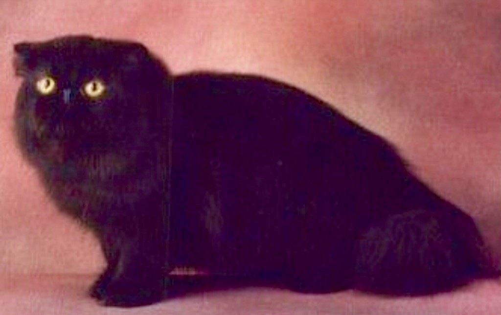 Persan - tehy Martini of kuorii (gc)