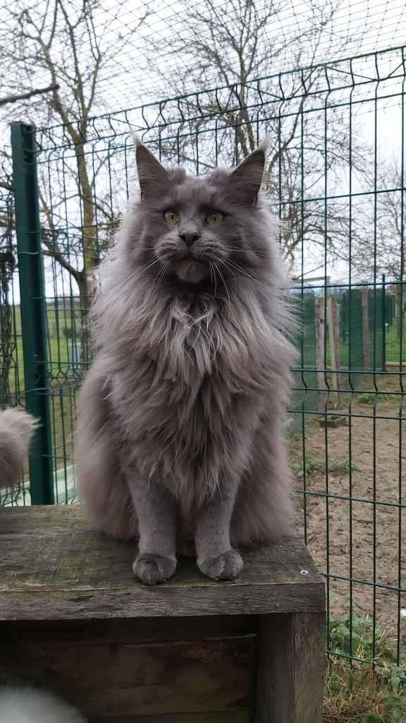 Les Maine Coon de l'affixe d'Hocus-Pocus