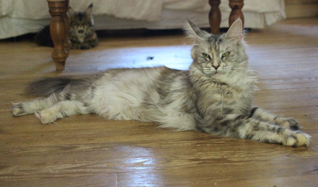 Maine Coon - Scarlett Del Val Del Fort Cat's