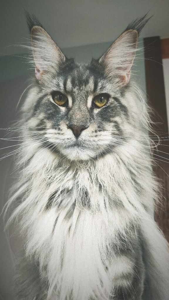 Maine Coon - Ventura fluffytails