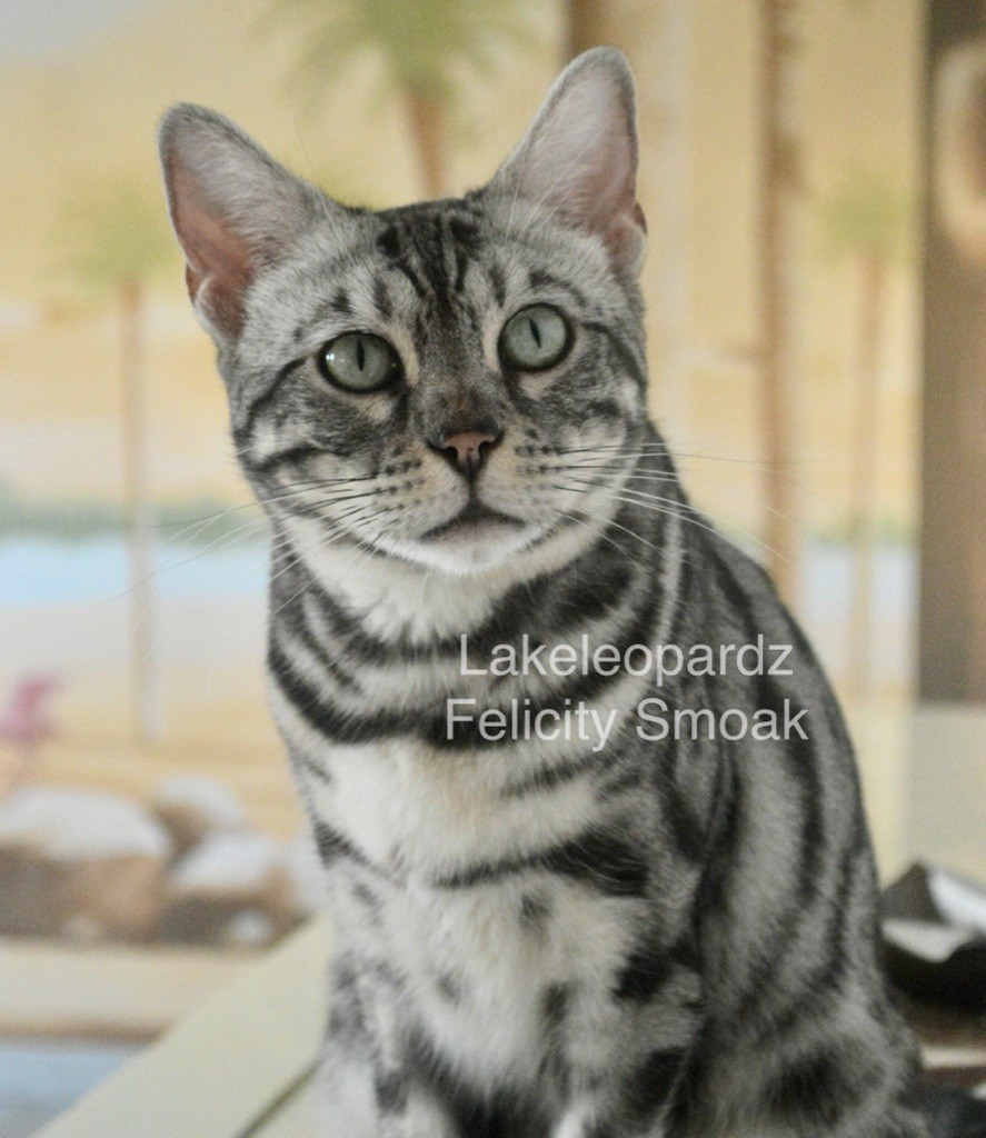 Bengal - CH. lakeleopardz Felicity Smoak