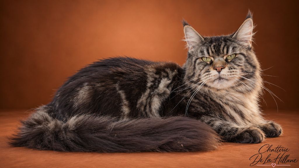 Les Maine Coon de l'affixe De La Hillane