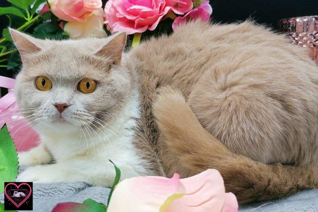 British Shorthair et Longhair - CH. Olive De La Hillane