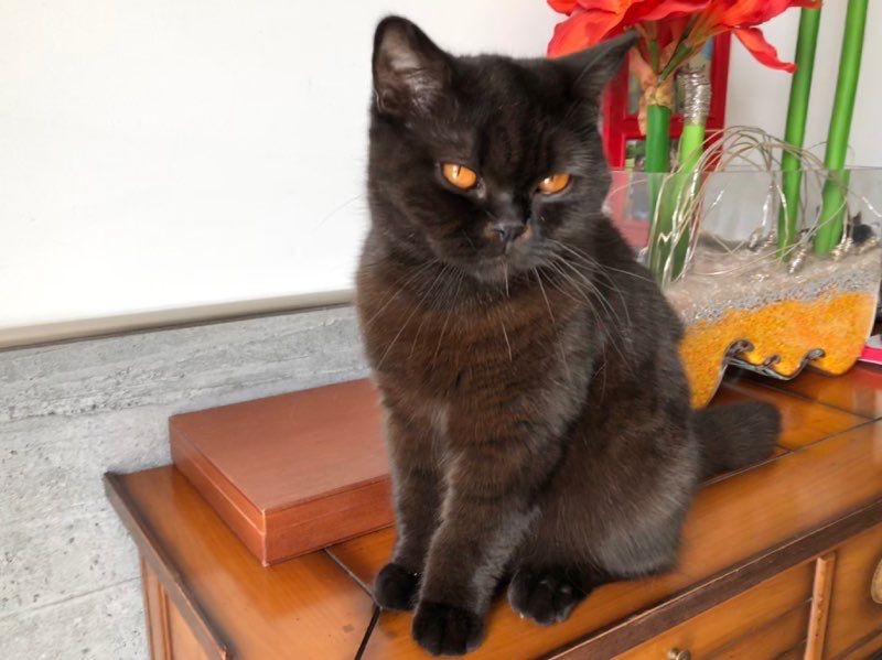 Scottish Fold - Nougatine de pen-enez