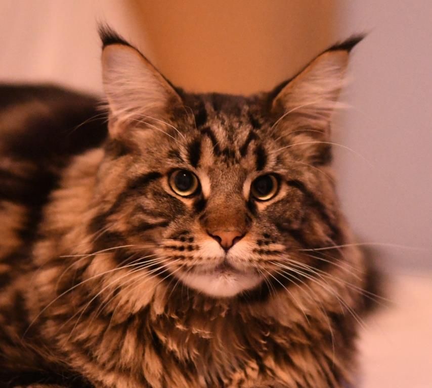 Maine Coon - CH. Ourasi du chabeauté