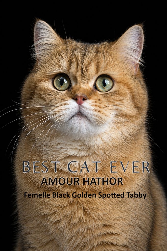 British Shorthair et Longhair - Best Cat Ever Amour Hathor