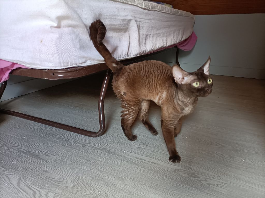 Devon Rex - Gogo Dancer vom gaborland