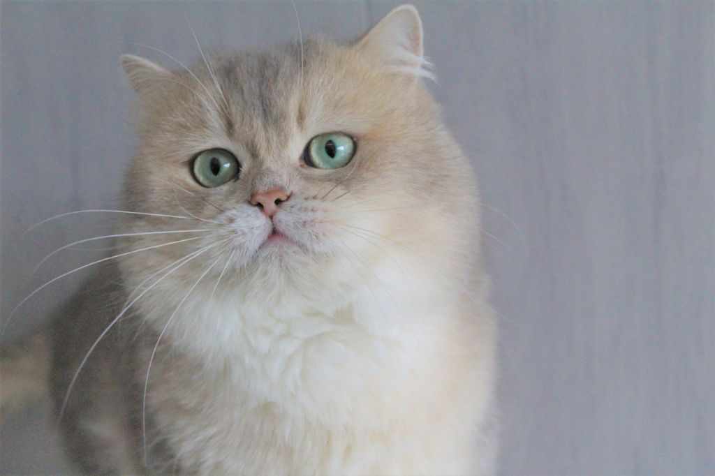 British Shorthair et Longhair - gentle fuzzies golden D'jabberwokky