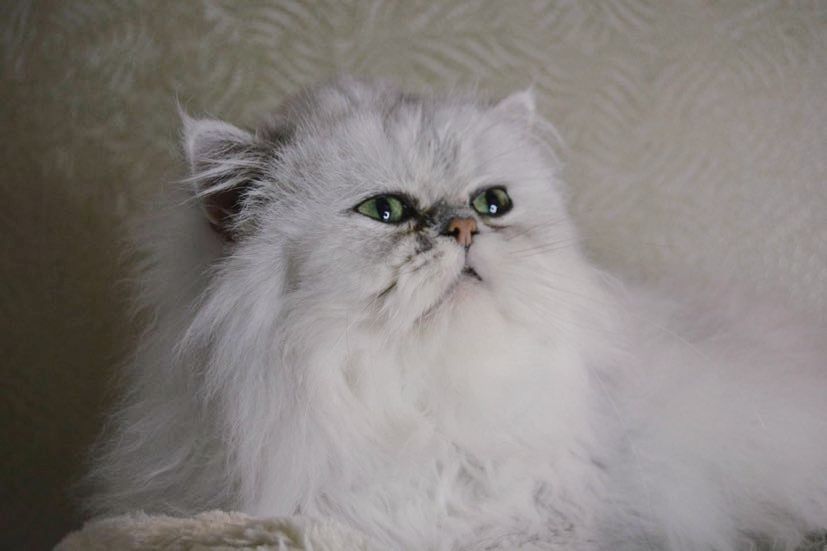 Persan - so lovely baby Simon