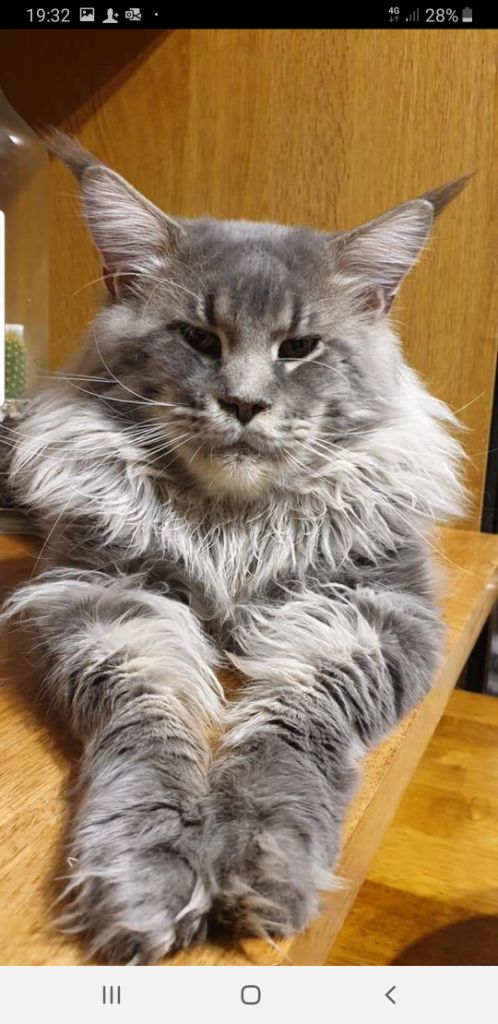 Maine Coon - Othello roswell