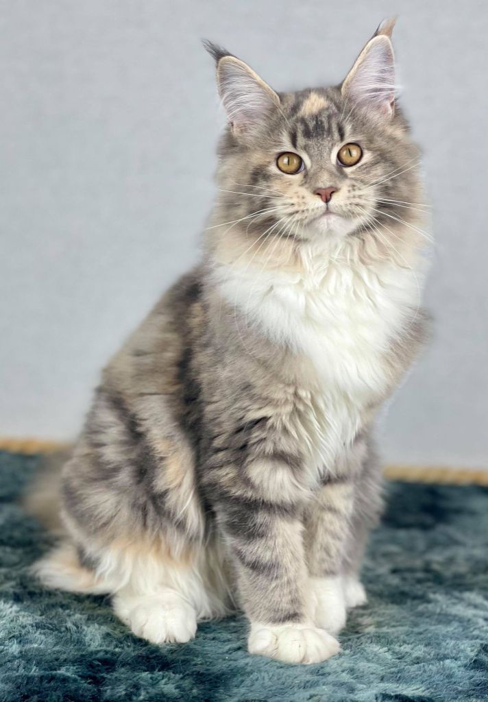 Maine Coon - Reboot des coons de praline