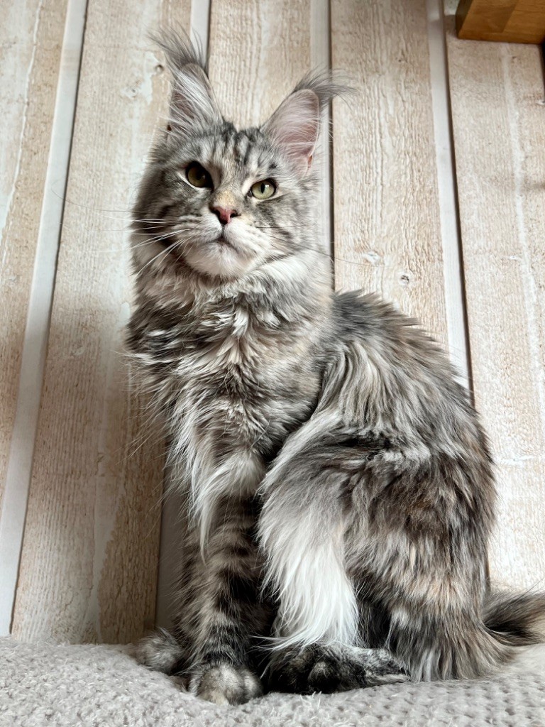 Maine Coon - Twilight roswell