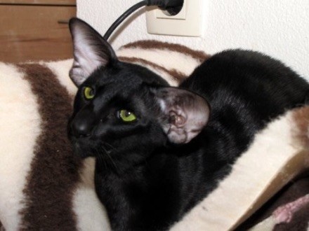 Oriental - Selim lunar kedi