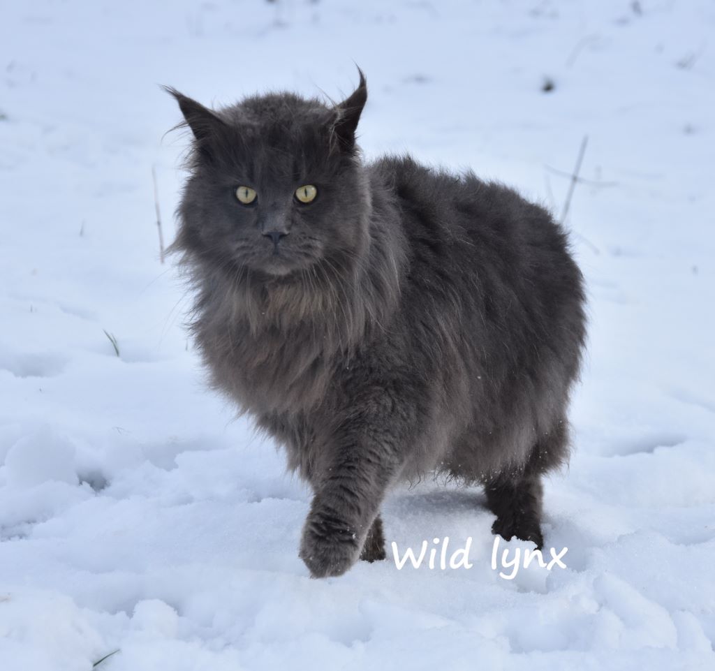 Maine Coon - Wild Lynx Nostradamus