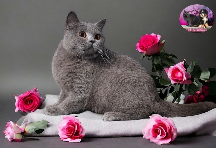 British Shorthair et Longhair - Tina du hailla