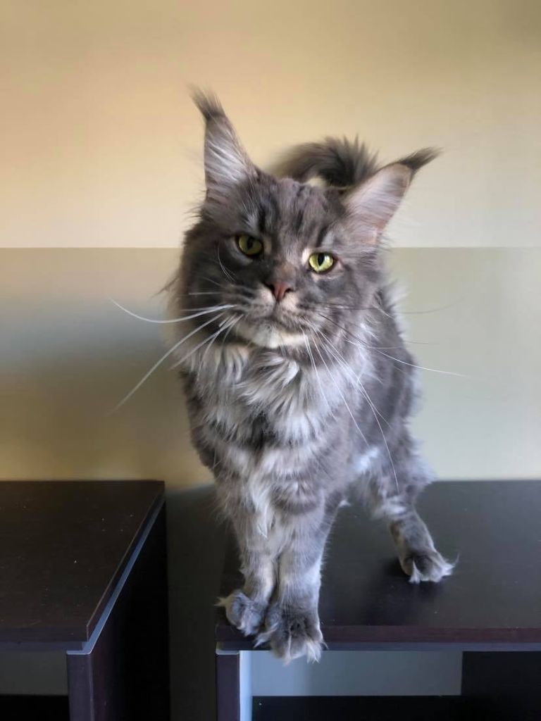 Maine Coon - Origan of charming coons